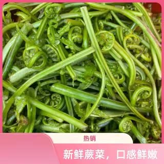 江西吉安安福特产蕨菜水蕨菜龙爪菜新鲜野菜拳头菜现摘现发