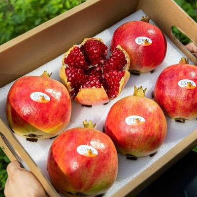 四川会理突尼斯软籽石榴大果礼盒凉山红宝石应季现摘新鲜水果包邮