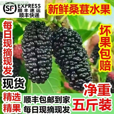顺丰包邮冷冻桑葚鲜果桑椹 5斤净果时令孕妇水果桑枣黑桑葚泡酒
