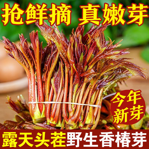 露天野生香椿芽新鲜当季头茬四川红油香椿头嫩芽蔬菜春芽