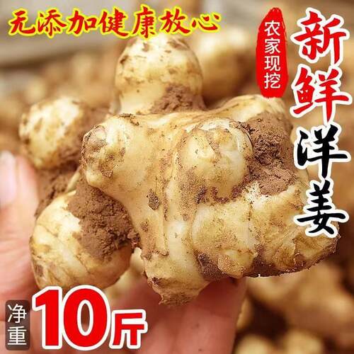 现挖野生洋姜1500g新鲜子姜不辣生阳姜农家