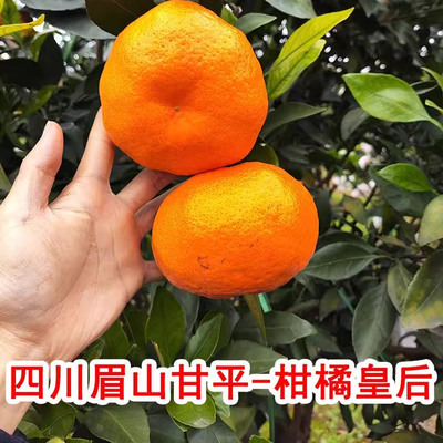 [顺丰]四川眉山产区甘平柑橘皇后孕妇应季新鲜水果很甜牛桔子