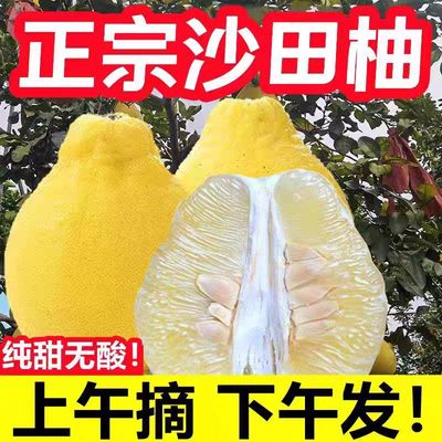 正宗韶关长坝沙田柚蜜柚金柚新鲜水果整箱当季纯甜柚子广东土特产