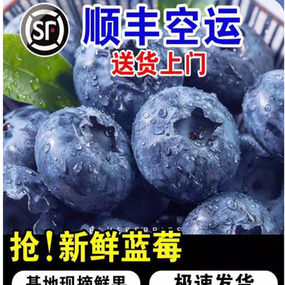 顺丰航空 连云港蓝莓当季果园现摘花香蓝莓鲜果水果L25脆甜多汁