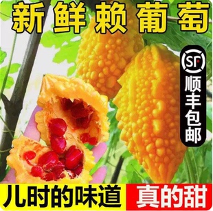 现摘赖葡萄金铃子新鲜金癞瓜刺濑瓜小苦瓜当季罕见红娘果癞瓜水果