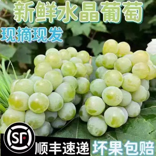 贵州特产水晶葡萄 农家自种葡萄新鲜水果绿葡萄 息烽红岩水晶葡萄