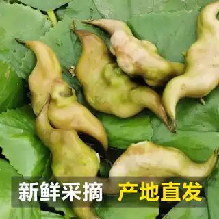 新鲜菱角两脚棱角嫩老菱角现摘先发农家带壳香脆粉糯3-5斤装