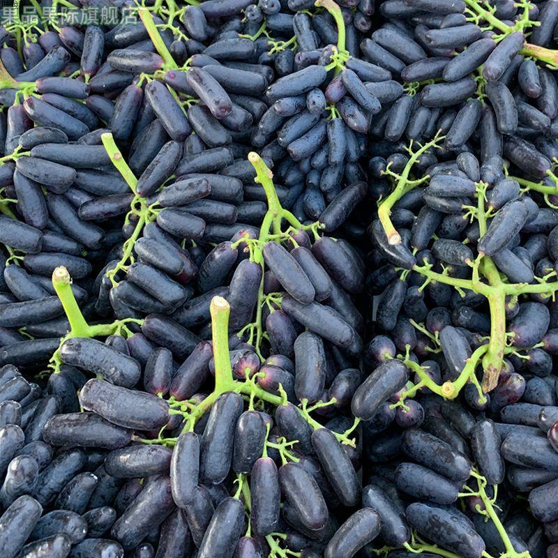 【顺丰包邮】蓝宝石葡萄金手美人指黑提新鲜孕妇无籽无核