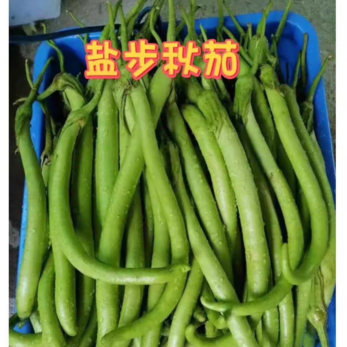 秋茄新鲜秋茄子产地盐步长尖绿茄瓜龙芽茄农场蔬菜佛山特产秋茄