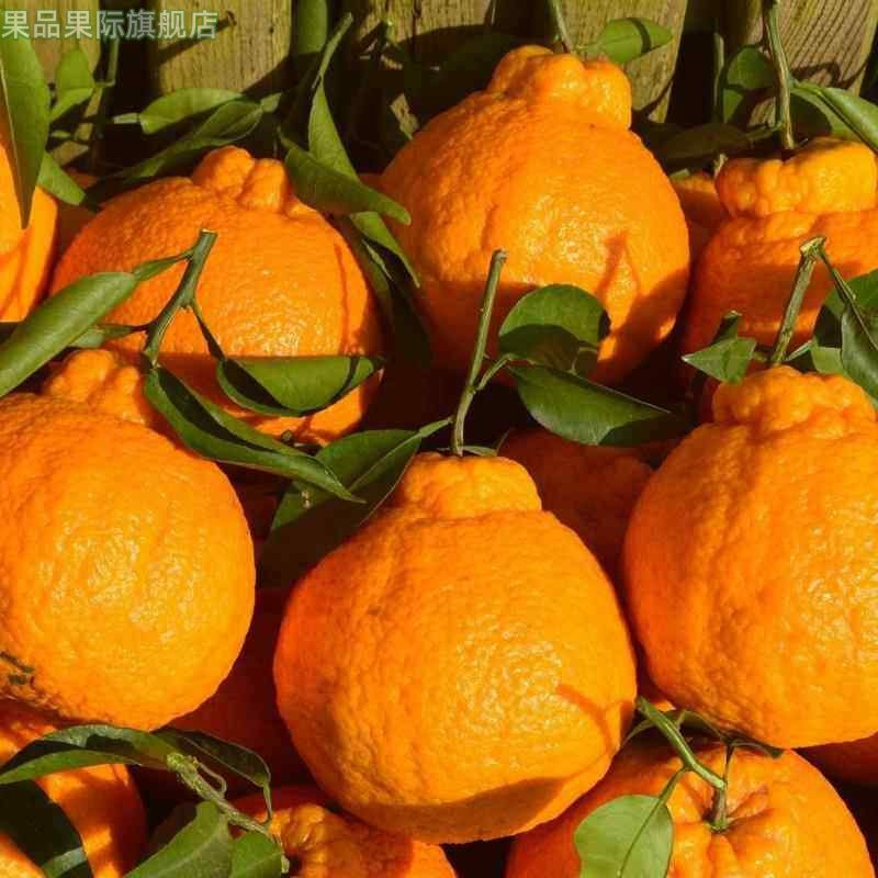 四川不知火丑橘10斤新鲜水果整箱应当季丑八怪桔子孕妇 橘子 新鲜,水产肉类/新鲜蔬果/熟食,桔子,淘宝优惠券,粉丝福利购,淘宝优惠卷