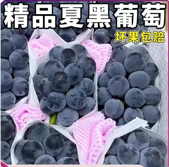 正宗特级云南夏黑葡萄当季新鲜现摘无籽黑加仑提整箱顺丰包邮水果