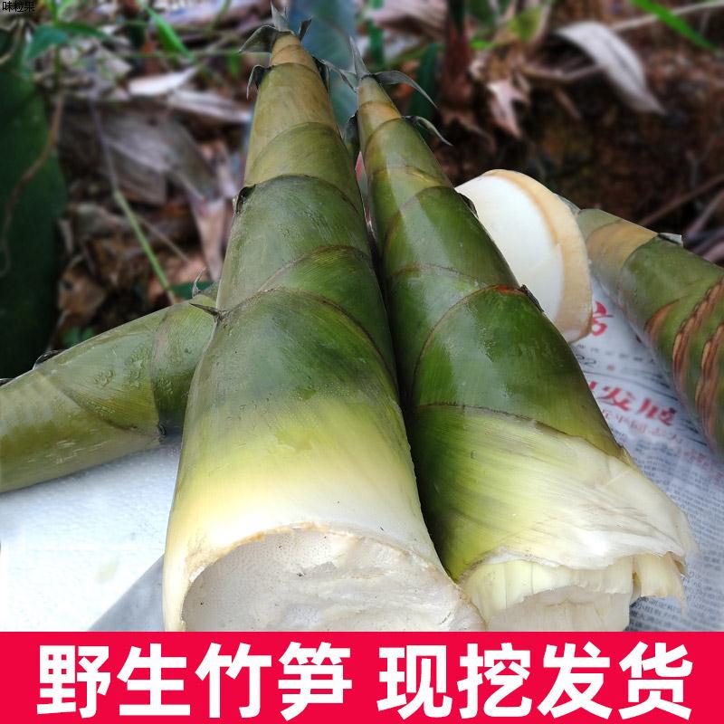 广东新鲜现挖嫩竹笋农家野生夏季可制酸笋非广西福建大头麻苦竹笋图片