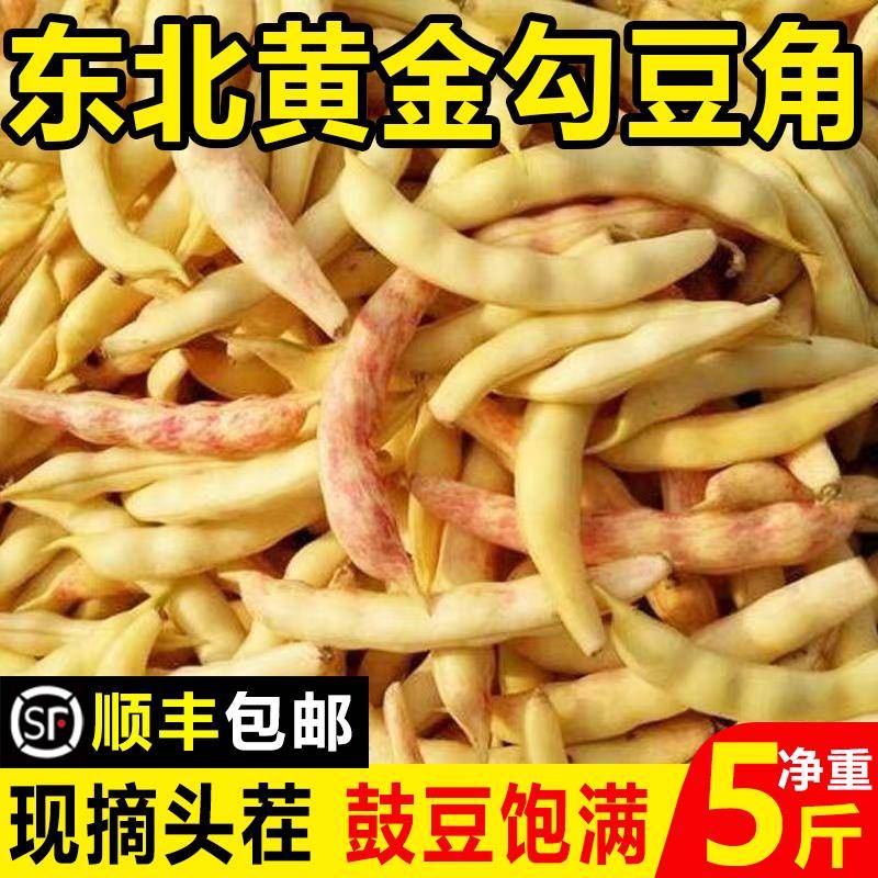 新鲜黄金勾豆角红金钩东北特产油豆角勾勾黄豆角油豆角顺丰包邮图片