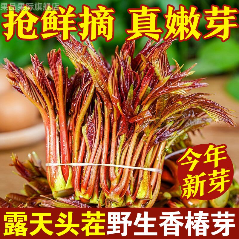 露天香椿芽新鲜2025年当季头茬四川红油香椿头嫩芽蔬菜春芽