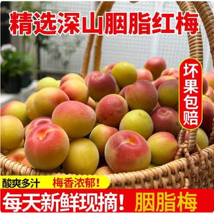 胭脂梅2026青梅老树新鲜现摘鲜果泡酒专用大果肉多梅子酱