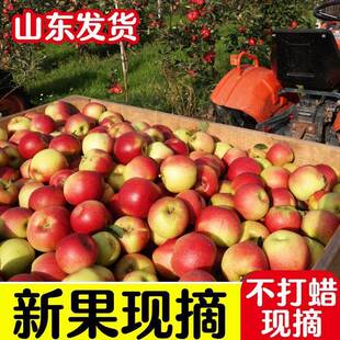 25年现摘嘎啦苹果新鲜水果山东红旮旯脆甜小苹果早熟刮泥今年