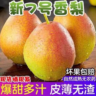 山东阳信媚梨新梨7号七号5斤新鲜水果红香酥梨香梨果园直发包邮