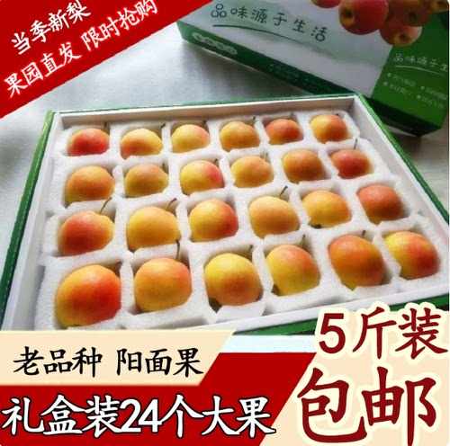 精品礼盒装南果梨南国梨东北特产新鲜香水梨酒香5斤包邮产自鞍山