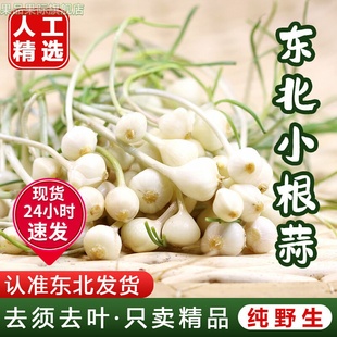 顺丰东北小根蒜野菜产地直销野葱大脑瓜野蒜荞子野蒜即食东北特产