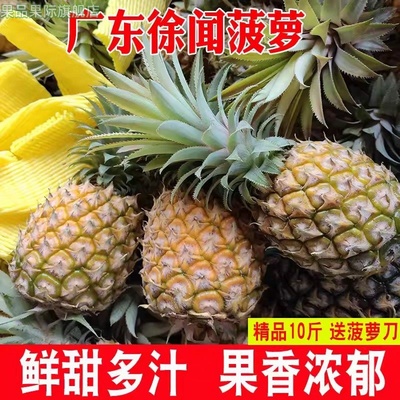 广东徐闻菠萝水果10斤当季香水菠萝新鲜凤梨湛江小菠萝非云南整箱
