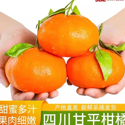 现货速发甘平柑橘皇后5/10斤当季现摘水果商超品质非耙耙柑粑粑橘