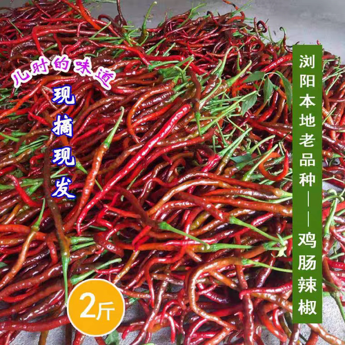 鸡肠红辣椒湖南本地特产鸡肠辣椒
