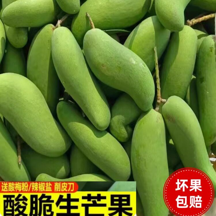 广西象牙芒四季芒现摘青芒果生吃酸脆新鲜青芒果酸脆孕妇新鲜水果
