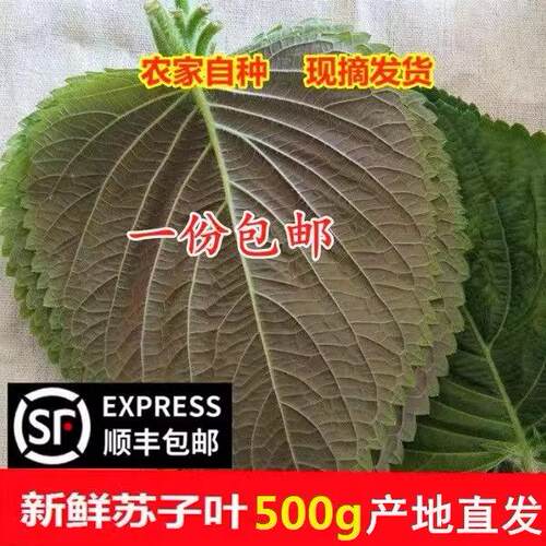 1份包邮新鲜苏子叶韩国烤肉叶日式料理叶新鲜紫苏叶食用蔬菜