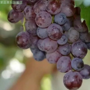 玫瑰香葡萄山东特产平度新鲜葡萄整箱孕妇水果4斤顺丰