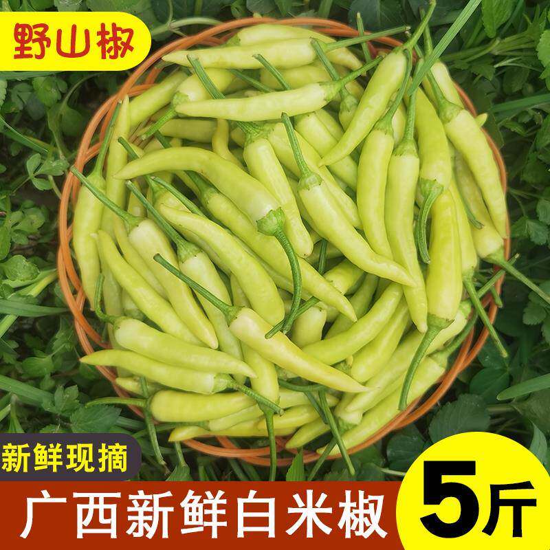新鲜白米椒广西野山椒特辣小米辣泡椒剁椒白色辣椒朝天椒现摘现发