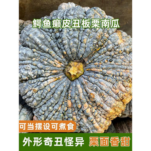 栗皮南瓜鳄鱼癞皮南瓜丑板栗味
