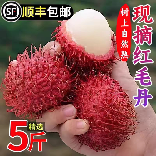 现货速发 红毛丹5斤毛荔枝东南亚当季新鲜水果顺丰包邮