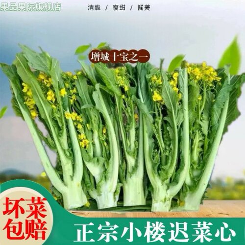 新鲜迟菜心特产小楼腊布高脚菜心蔬菜嫩爽甜当季时令产地广东增城