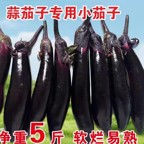 东北小紫茄子水果茄子蒜茄子蘸酱菜现摘现发新鲜紫把紫库农家自种