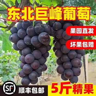 正宗东北辽宁巨峰葡萄带箱包邮北镇辽峰当季老人孕妇新鲜水果现摘
