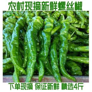 农家新鲜螺丝椒螺丝辣椒应季新鲜蔬菜香辣青辣椒螺丝椒原产地直销