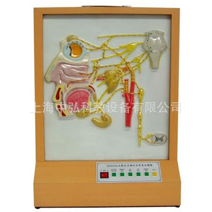 头面部自主神经分布电动模型，头面部自主神经分布模型