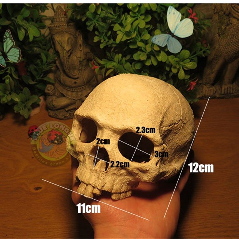 爬虫蜥蜴躲避洞穴蛙眼宠物玉米蛇守宫蜘蛛蝎子窝爬虫箱造景人头骨,宠物/宠物食品及用品,爬宠缸/箱,淘宝优惠券,粉丝福利购,淘宝优惠卷