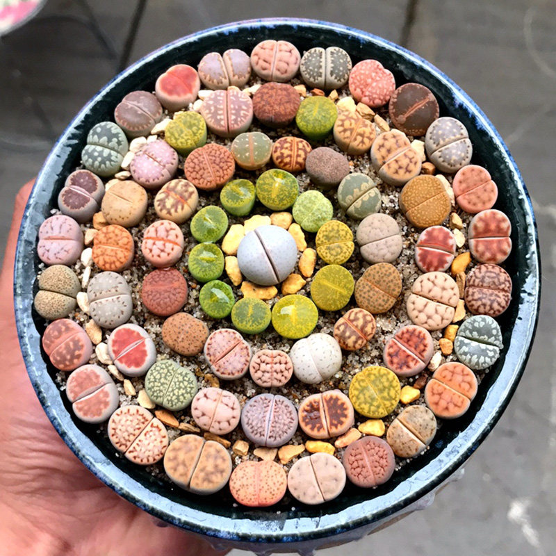 生石花多肉植物pp花屁屁花栽好发货屁股花大颗贵货搭配好番杏科