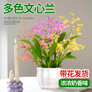 文心兰盆栽带花苞梦香兰花卉绿植室内客厅植物跳舞兰四季花苗好养