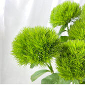 新鲜绿毛球鲜花婚礼宴会手捧花配花家庭办公室水养花卉云南直发