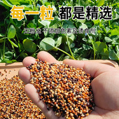 玄风虎皮鹦鹉鸟粮五色混合黍子虎皮牡丹鸟粮黍子谷子带壳5斤装