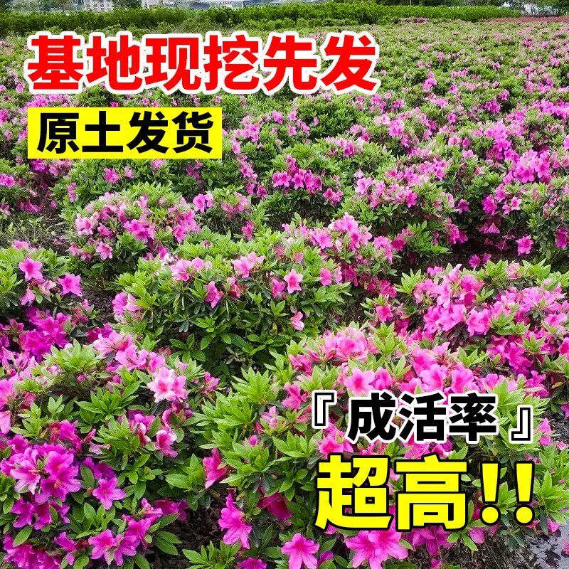 毛鹃树苗毛娟苗紫娟花苗毛杜鹃花卉春夏娟小苗映山红庭院四季植物