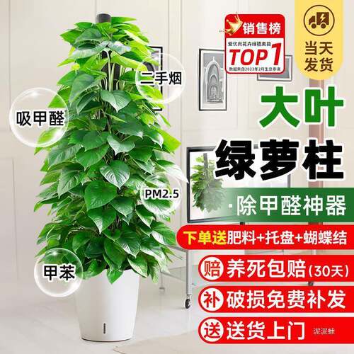 大叶绿萝柱盆栽客厅室内旺宅大型绿植新房办公室除甲醛植物好养活