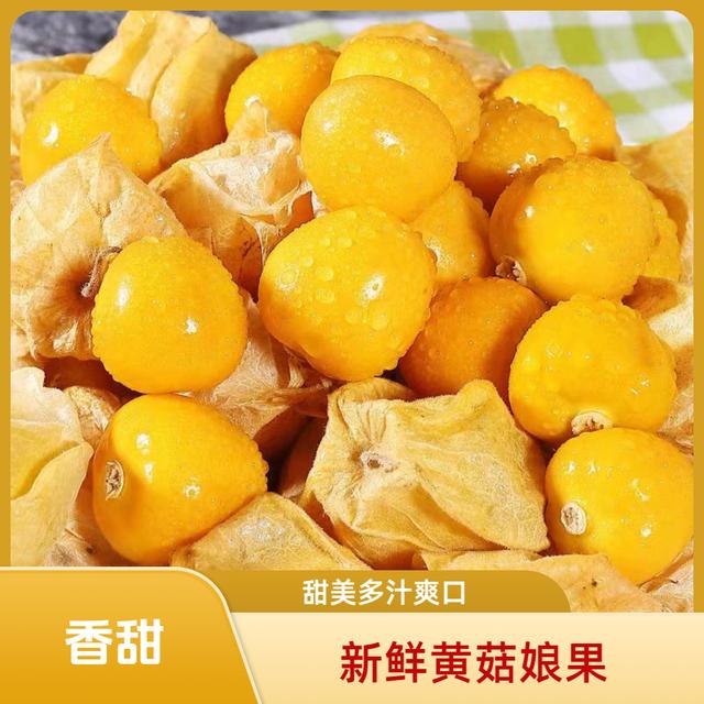 蹄哥专属现摘东北菇娘果新鲜菇娘果精选灯笼果姑娘果黄金菇娘果
