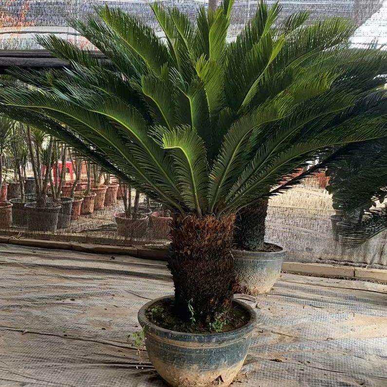 大型铁树盆栽墨西哥铁树假植苗庭院苏铁树基地耐寒常青绿植