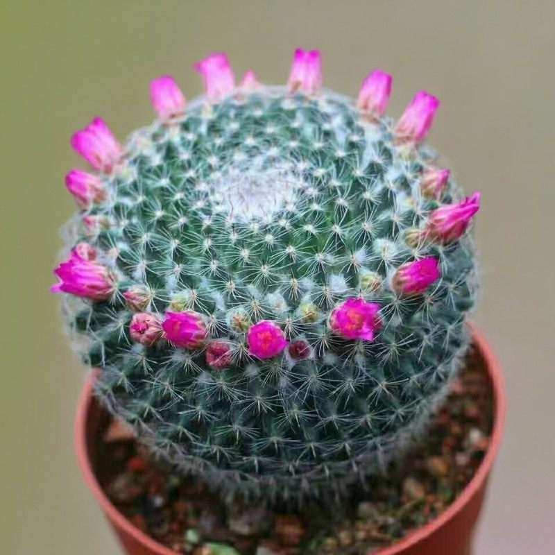 大玉翁仙人球开花室内盆栽办公桌防绿植盆景阳台小植物仙人掌多肉,鲜花速递/花卉仿真/绿植园艺,多肉植物,淘宝优惠券,粉丝福利购,淘宝优惠卷