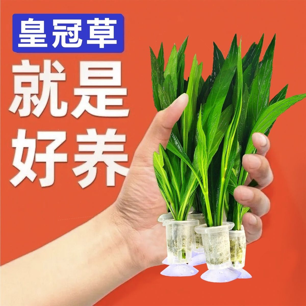 大叶皇九冠大叶九冠水草鱼缸中后造景装饰淡水阴性草九冠懒人水草