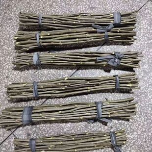 桑枝拍打棒农家野生新鲜桑树枝桑木棒全身敲击放松神器肩颈背部原