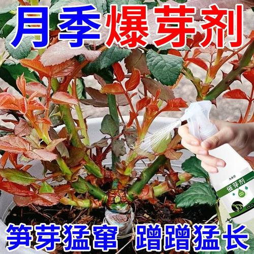 月季花营养液催芽剂促发芽催花防黄叶猛爆笋芽月季玫瑰催芽专用肥
